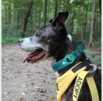 Ferozi Tag dog collar