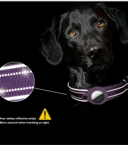 Purple Tag dog collar