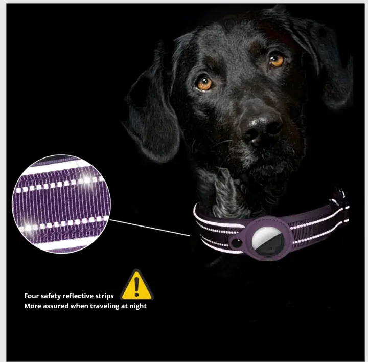 Purple Tag dog collar